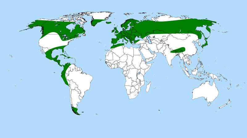 Distribution des Pinguicula