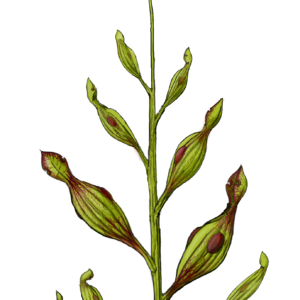 Plantes carnivores préhistoriques : image à la une