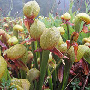 Darlingtonia californica dans son milieu naturel : image à la une