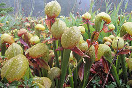 Darlingtonia californica