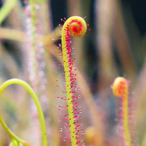 Drosera filiformis : plantes carnivores parmi les carnivores : image à la une