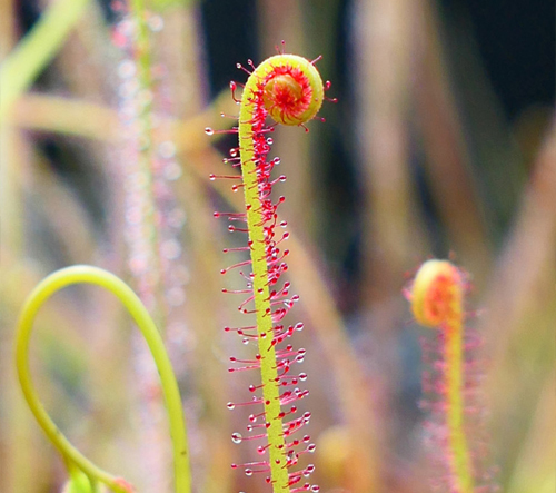 Drosera filiformis