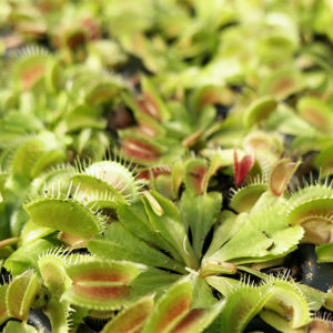 Dionaea : Guide complet pour entretenir votre plante carnivore : image à la une