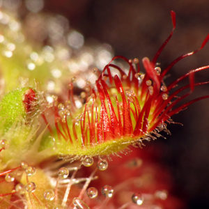 Au coeur des plantes carnivores : image à la une