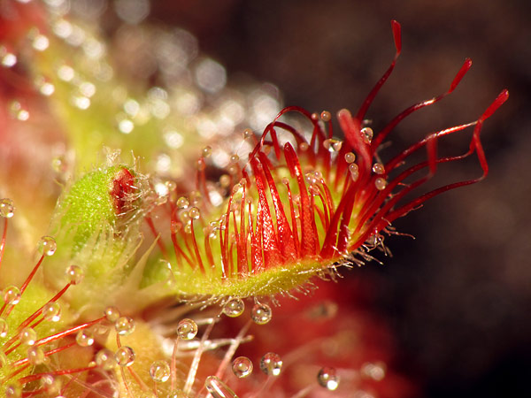 Drosera admirabilis - Photo © Stéphane Joly