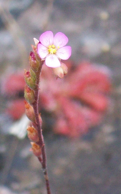 Drosera spatulata sp en fleur