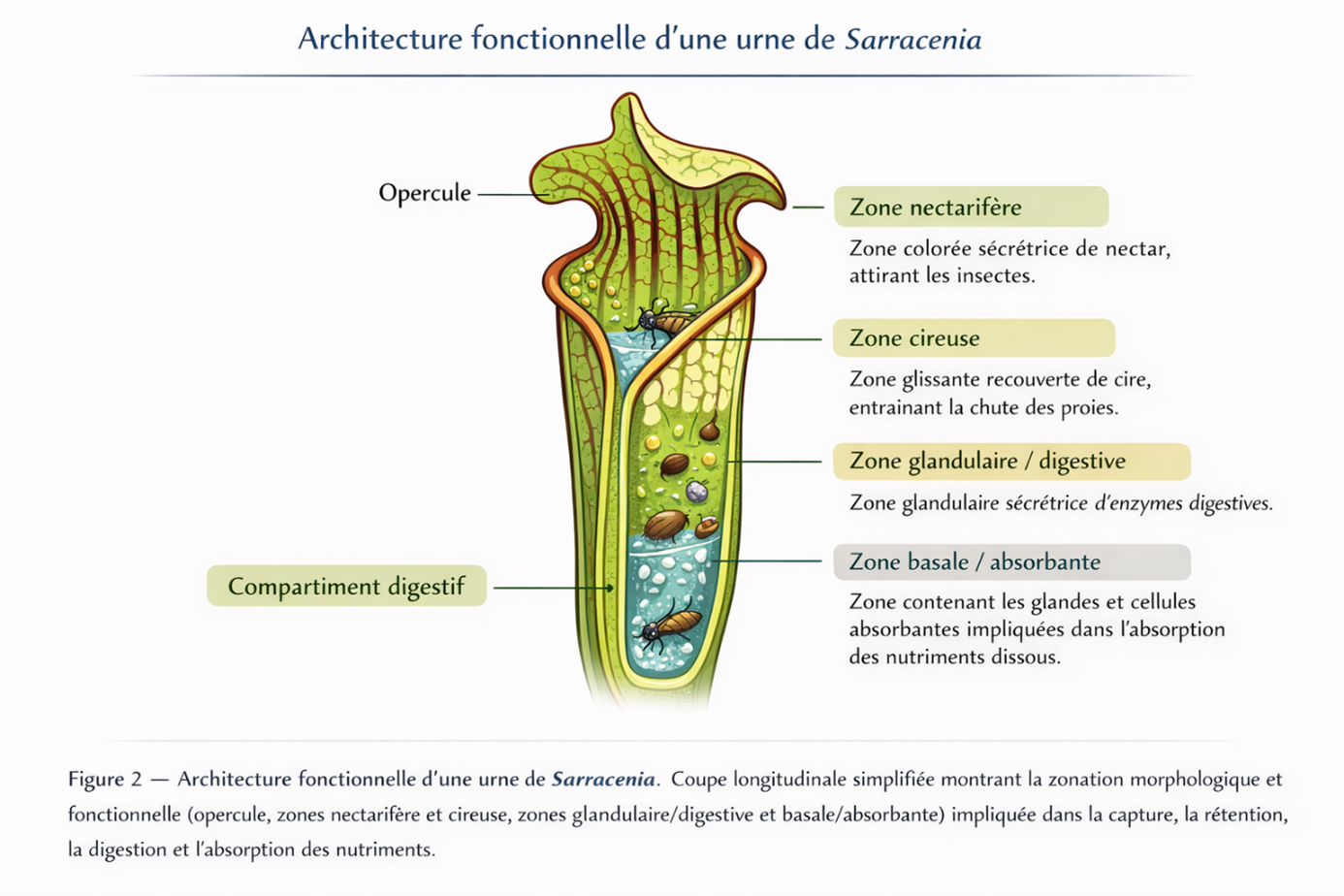 architecture d'une urne de Sarracenia