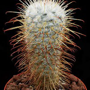 Le saviez-vous ? 10 anecdotes autour des cactus : image à la une