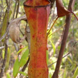 Mutualisme crabe araignée et plante carnivore : image à la une