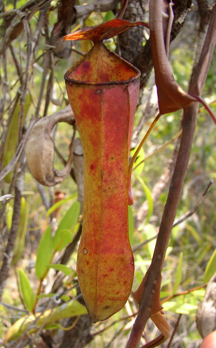 Nepenthes gracilis, hôte de l'espèce d'araignées-crabes Thomisus nepenthiphilus