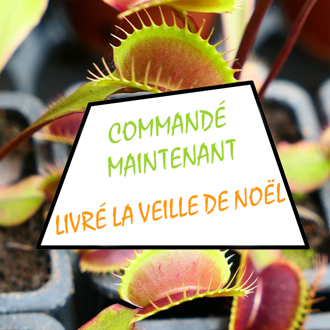 Karnivores offres de Noël