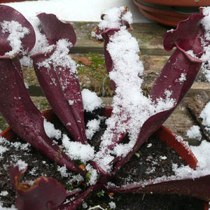 Rouge de froid : image à la une