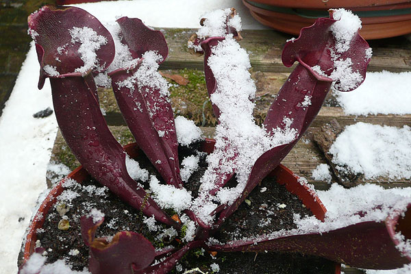 Photo : François Jové, gérant des Fabuleux Jardins à Oloron-Sainte-Marie (64)
