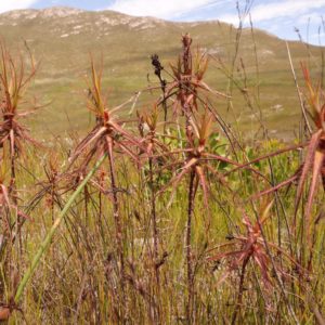 À la découverte des plantes carnivores fossilisées dans la résine d&rsquo;Arbre : image à la une