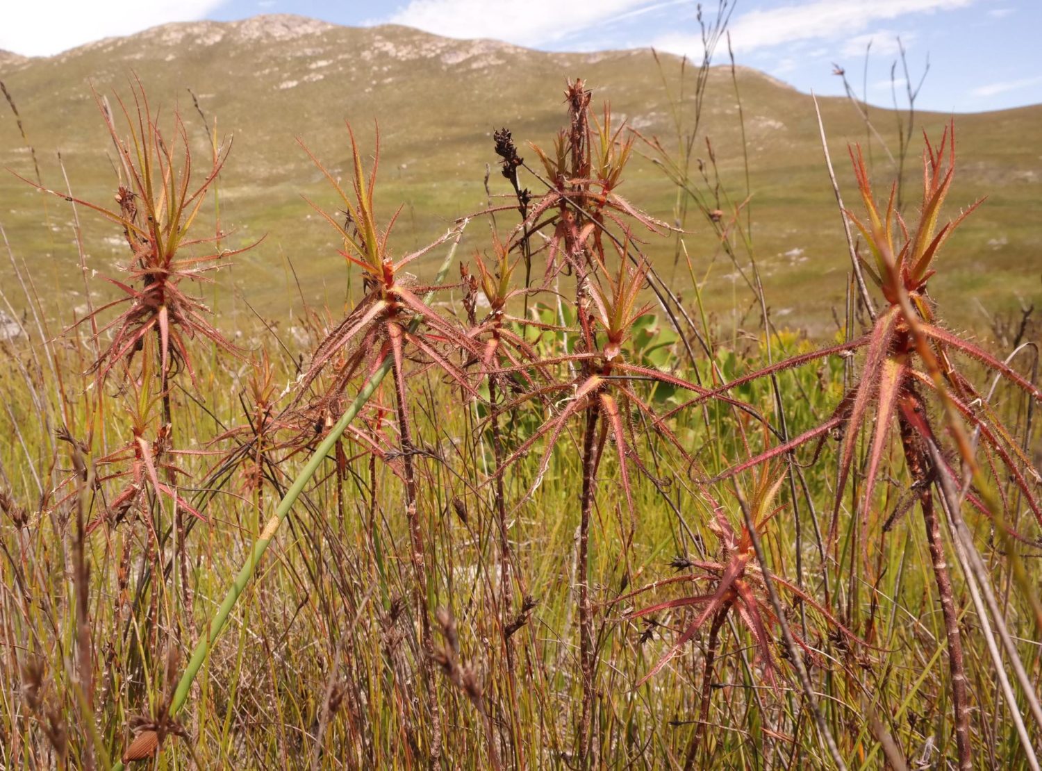 Nick Helme - Roridula gorgonias de la famille des Roridulaceae pris en photo en Afrique du sud