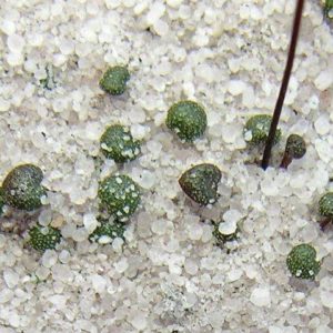 Philcoxia : des plantes carnivores méconnues : image à la une