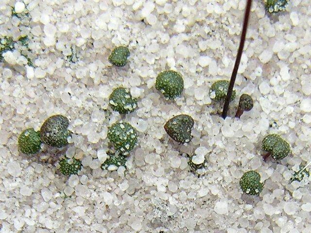 Pièges de Philcoxia - Photo: Stewart McPherson