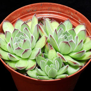 Lumière sur Sempervivum ruthenicum : image à la une