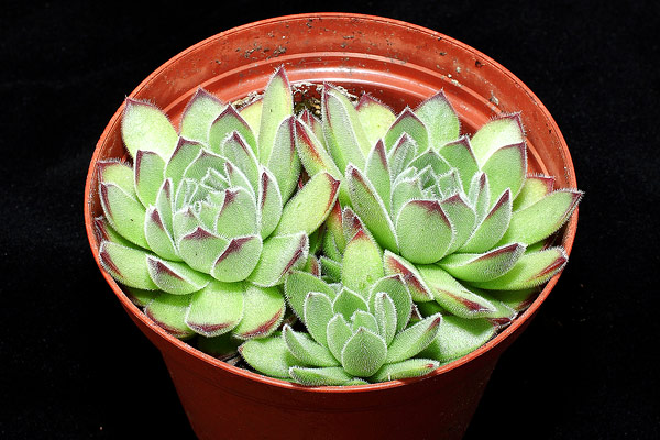 Sempervivum ruthenicum