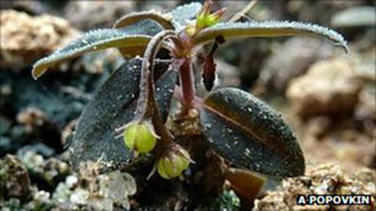 Spigelia genuflexa et ses inflorescences retombantes - Photo © Alex Popovkin
