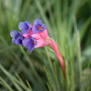 Le Tillandsia qui n’avait jamais fleuri : image à la une