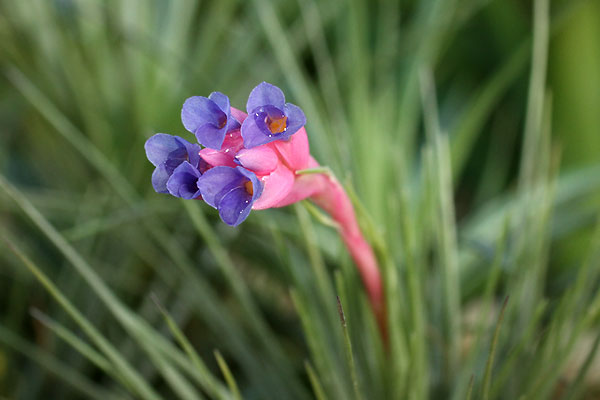 Fleurs de Tillandsia seideliana