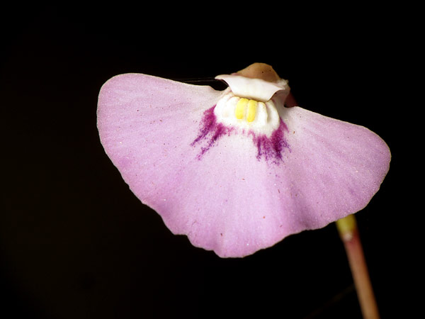 Utricularia uniflora - Photo © Stéphane Joly