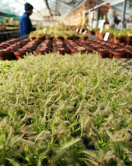 Vie dans les serres de plantes carnivores
