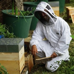Des plantes carnivores et des abeilles : image à la une
