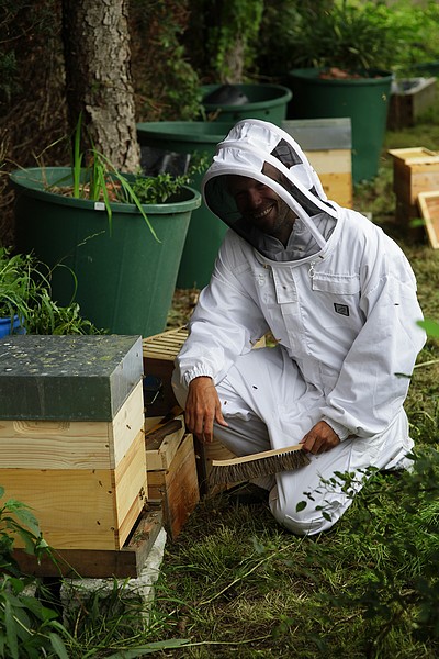 Des abeilles chez Karnivores