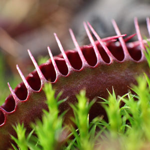 Plantes carnivores et gel : comment protéger vos plantes en hiver : image à la une