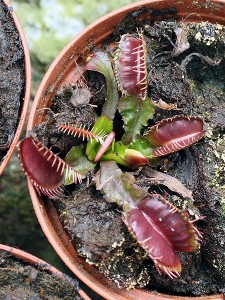 Dionaea ‘Akai Ryu’ affectée au cœur de sa rosette de feuilles lors de leur formation.