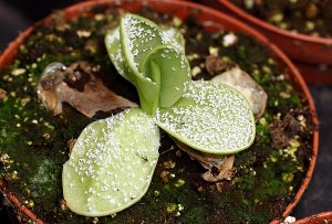 Aleurodes piégées sur des feuilles de Pinguicula