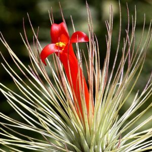 Coup de coeur : Tillandsia andreana : image à la une