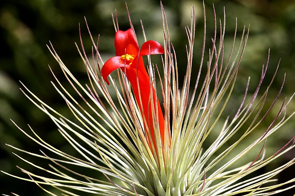 Tillandsia andreana et son unique fleur