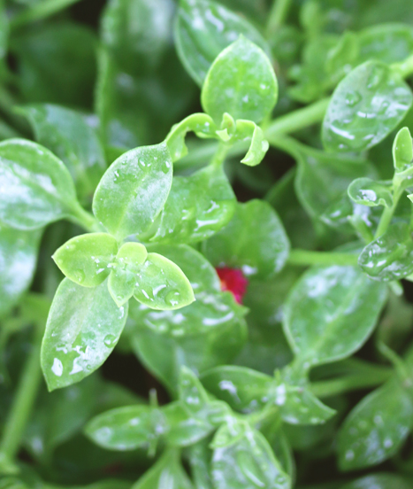 Aptenia cordifolia et son bouton floral