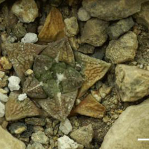 La stratégie d’un cactus pour se rafraîchir : image à la une