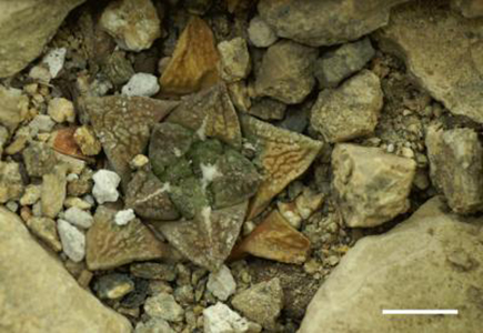 Ariocarpus fissuratus. Photo © Gretchen B. North, Occidental College, Los Angeles