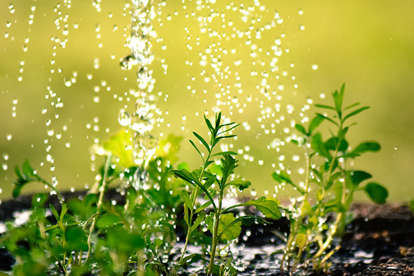 Arrosage des plantes à la bonne heure