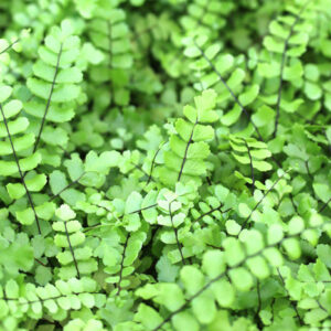 Asplenium trichomanes : fougère des murailles, culture, origine et conseils : image à la une
