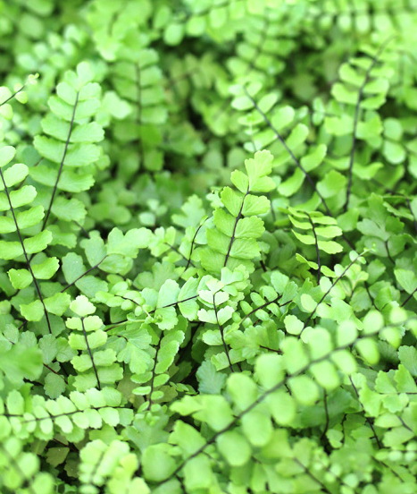 Asplenium trichomanes, aussi appelée capillaire des murailles, est une petite fougère rupestre appréciée pour ses fines frondes et son feuillage délicat.