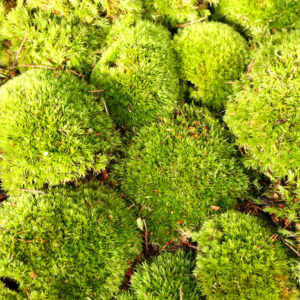 Mousses en terrarium : guide complet pour un terrarium sain et décoratif : image à la une