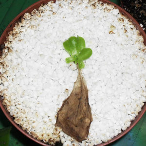 Bouture de Pinguicula sur perlite : image à la une