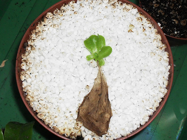Bouture de feuille de Pinguicula. Photo : Grégory Gardin