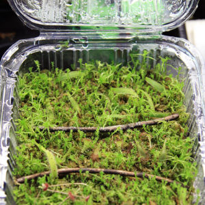 Boutures de Drosera : image à la une