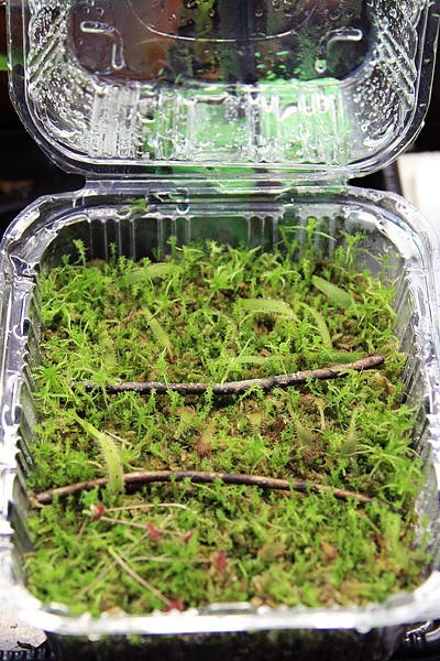 Boutures de Drosera