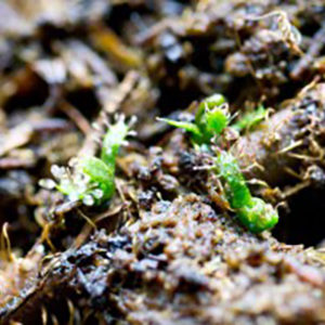 Des boutures réussies : image à la une
