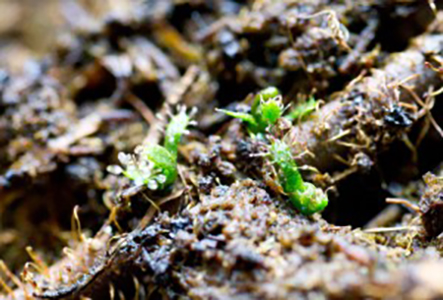Plantules de Drosera filiformis var. tracyi - Les plus jeunes feuilles sont déjà mises à profit pour la capture !