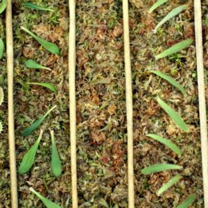 Activités hivernales : bouturage ! : image à la une