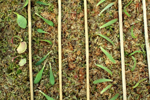 Boutures de plantes carnivores diverses
